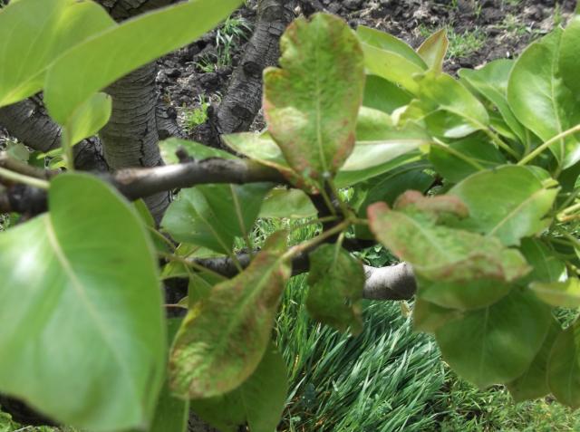 Vizuelni pregled