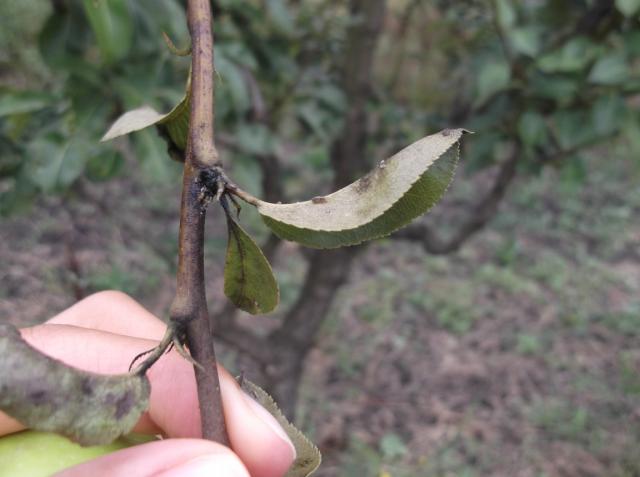 Vizuelni pregled