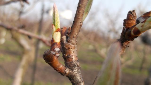 Vizuelni pregled