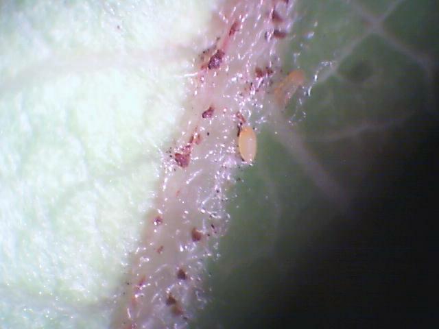 Laboratorijski pregled
