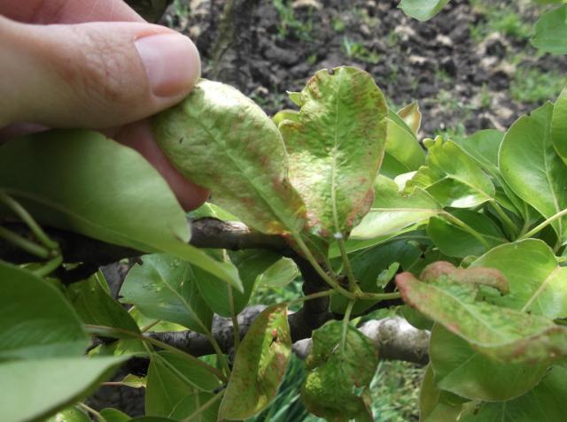 Vizuelni pregled
