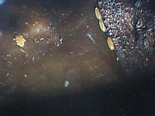 Laboratorijski pregled