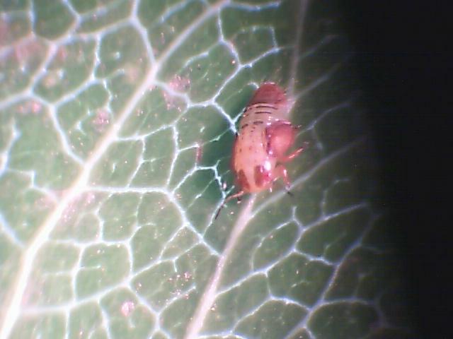 Laboratorijski pregled