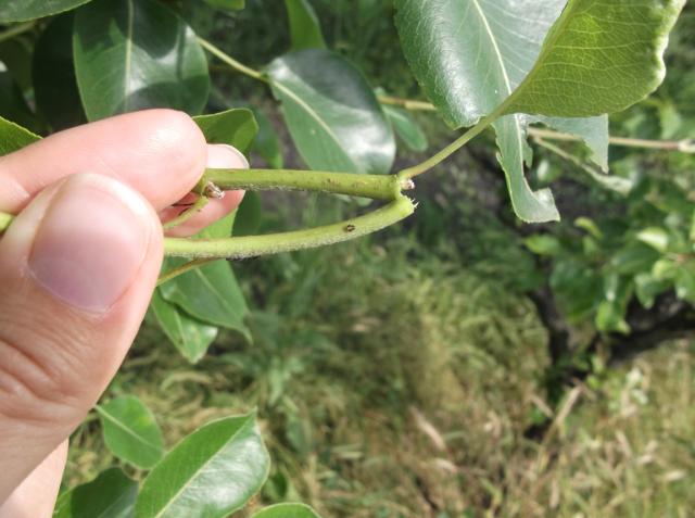 Vizuelni pregled