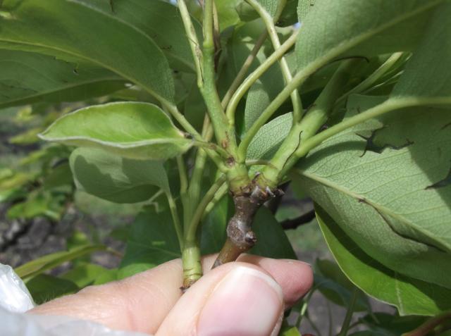 Vizuelni pregled