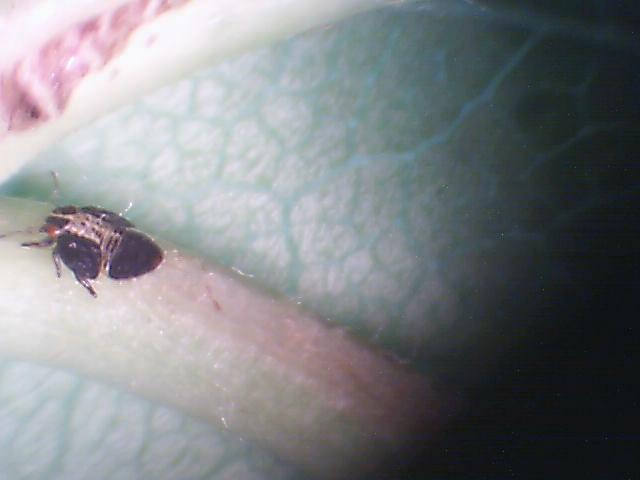 Laboratorijski pregled