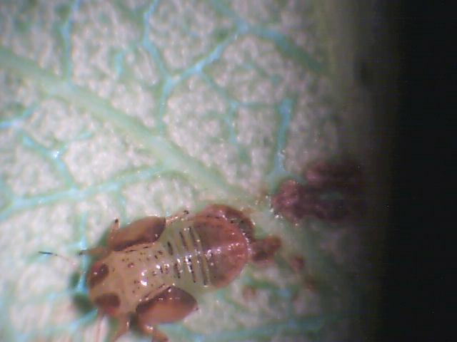 Laboratorijski pregled