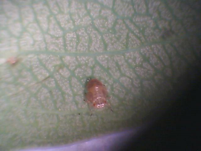 Laboratorijski pregled