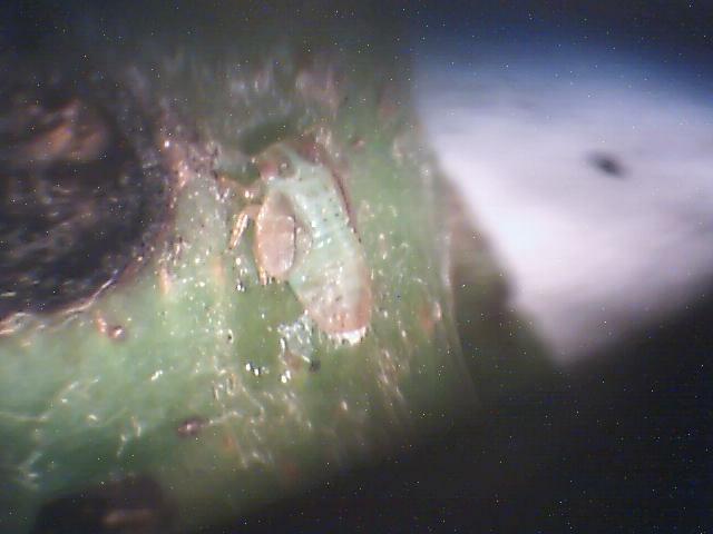 Laboratorijski pregled