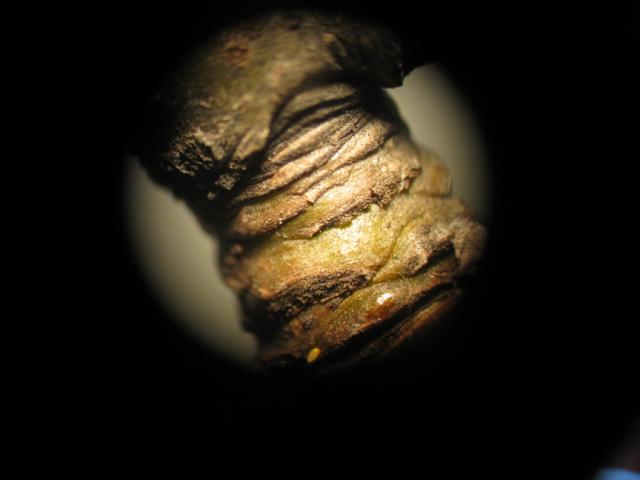 Laboratorijski pregled