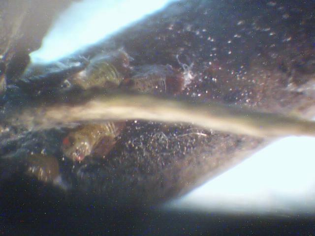 Laboratorijski pregled