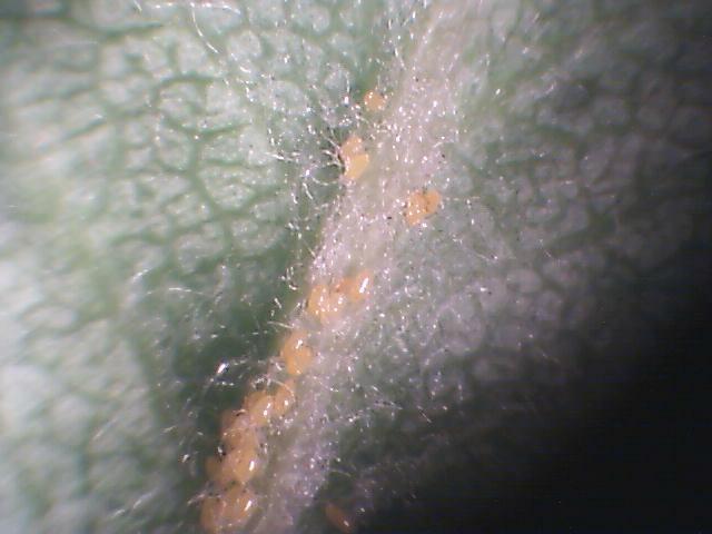 Laboratorijski pregled