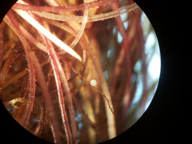 Vizuelni pregled