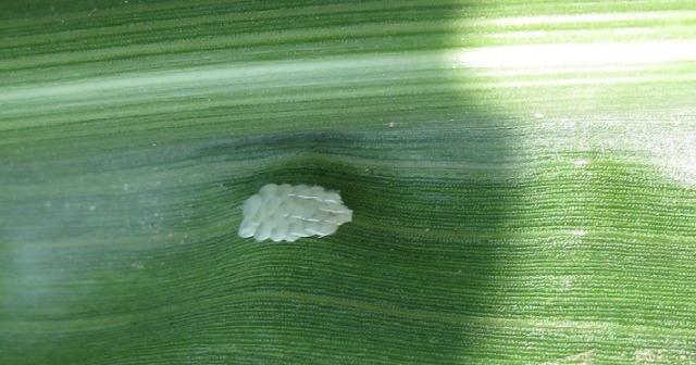 Vizuelni pregled