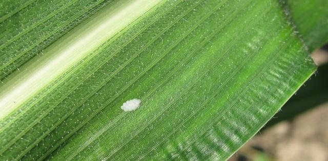 Vizuelni pregled