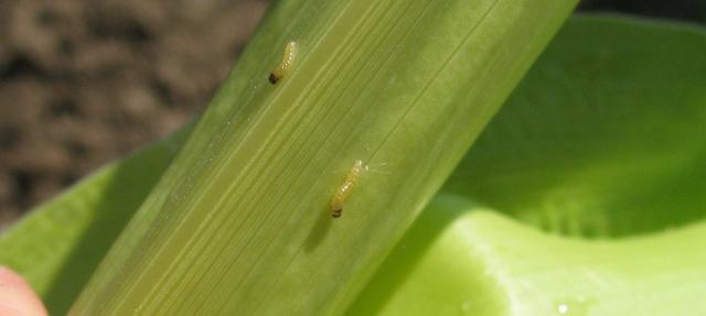 Vizuelni pregled