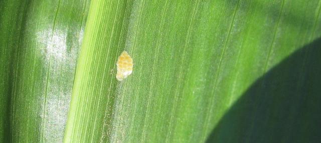 Vizuelni pregled