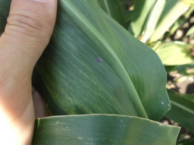 Vizuelni pregled