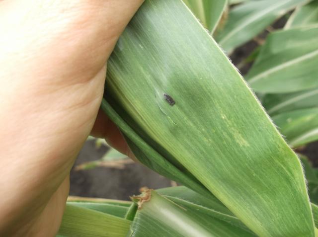 Vizuelni pregled