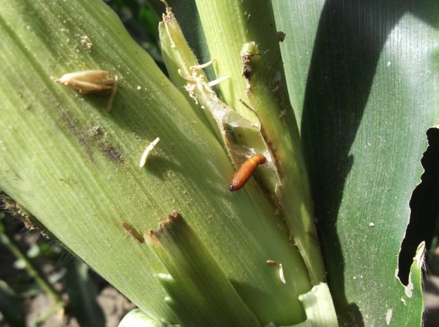 Vizuelni pregled