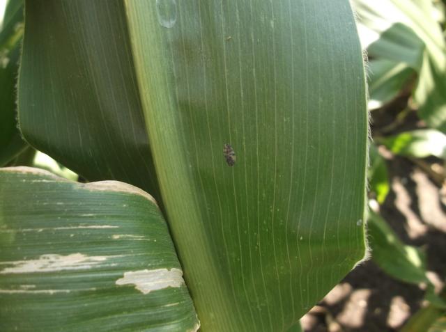 Vizuelni pregled