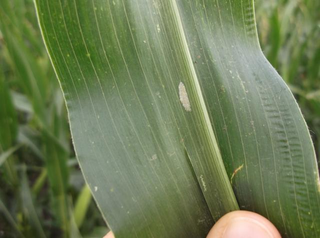 Vizuelni pregled