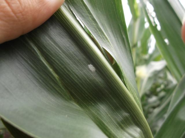 Vizuelni pregled