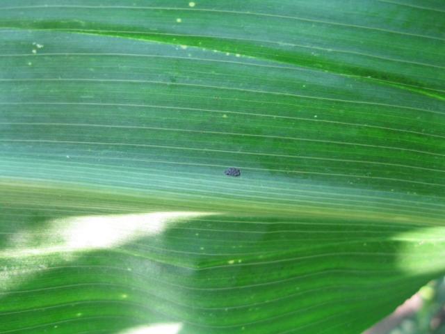 Ostrinia nubilalis