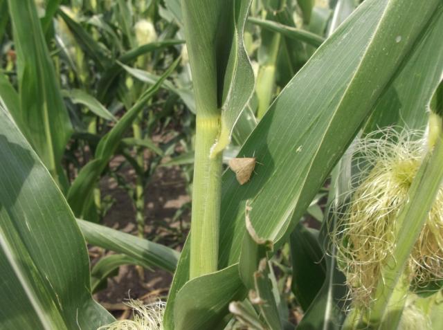 Vizuelni pregled