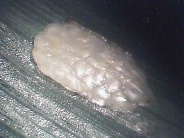Laboratorijski pregled