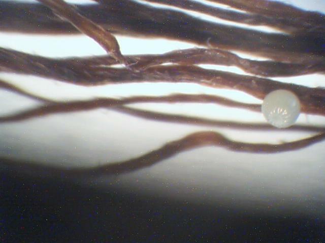 Laboratorijski pregled