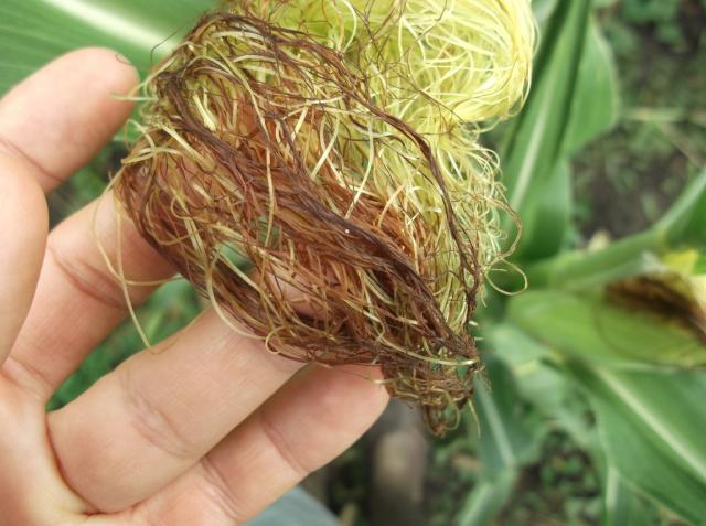 Vizuelni pregled