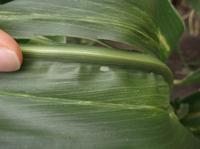 Vizuelni pregled