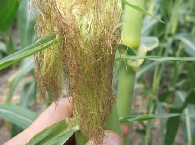 Vizuelni pregled