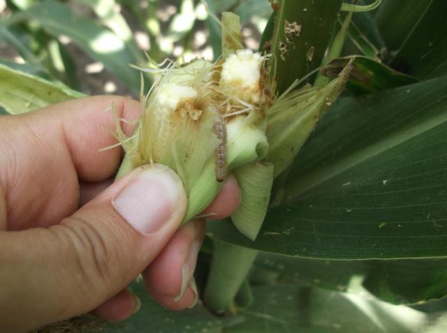 Vizuelni pregled