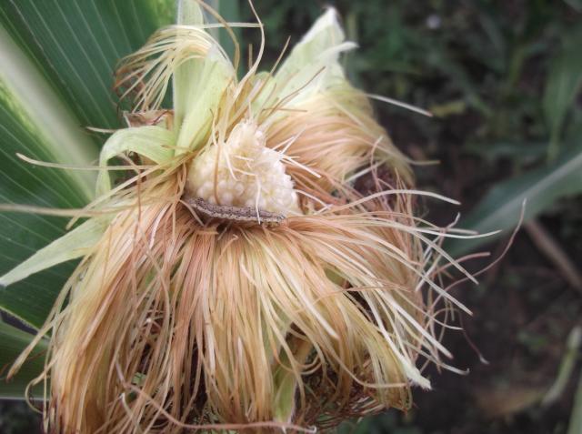Vizuelni pregled