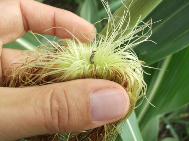 Vizuelni pregled