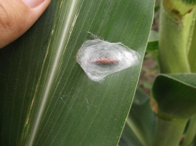 Vizuelni pregled