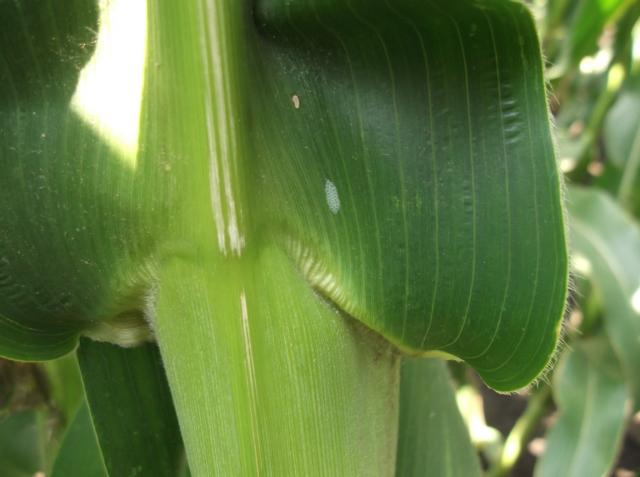 Vizuelni pregled