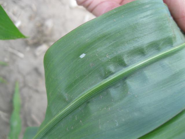 corn