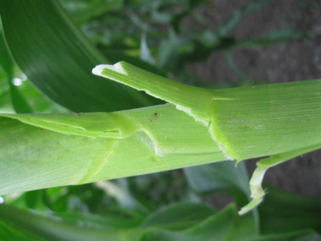 ostrinia nubilalis