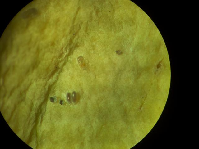 Laboratorijski pregled