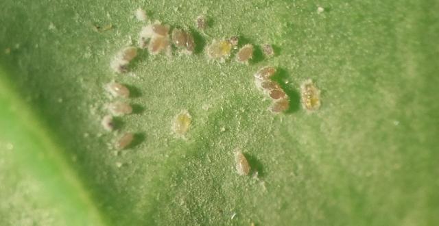 Laboratorijski pregled