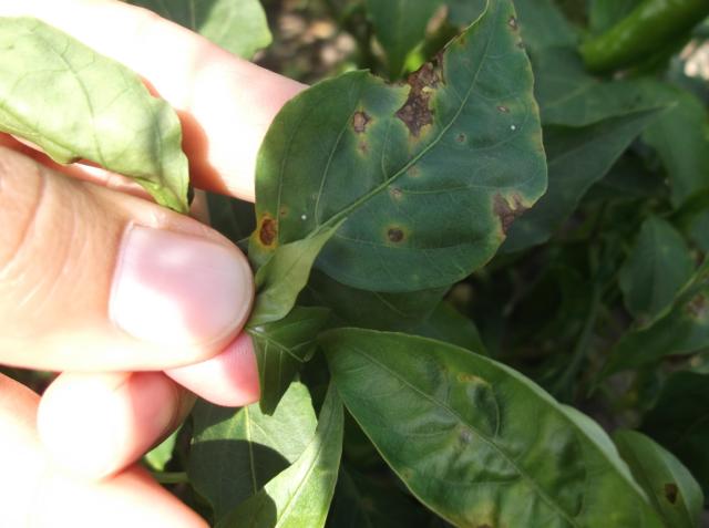 Vizuelni pregled