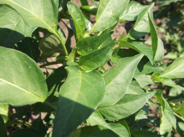 Vizuelni pregled