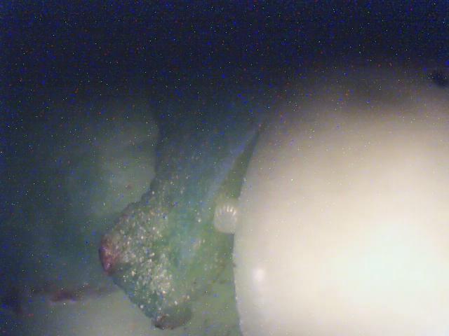 Laboratorijski pregled
