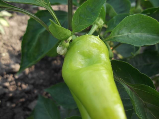 Vizuelni pregled