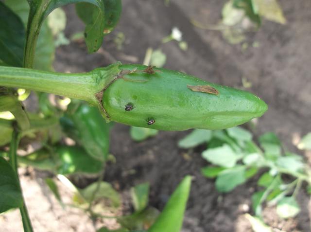 Vizuelni pregled