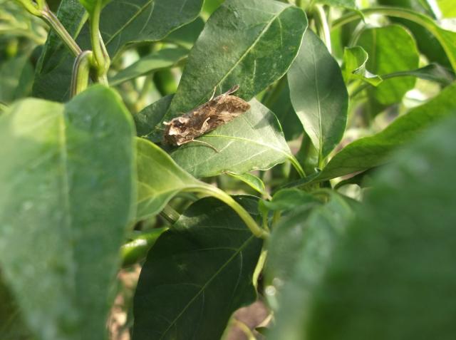 Vizuelni pregled