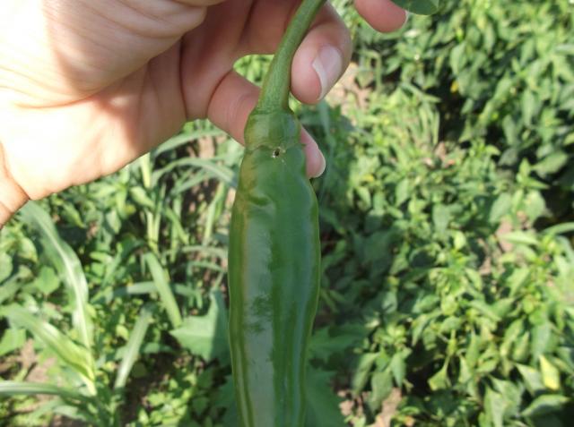Vizuelni pregled